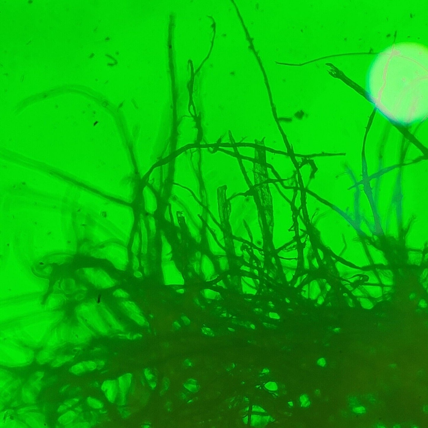 Olympus IX70-S1F Inverted Fluorescence Microscope w/ 3x Objectives, Accessories