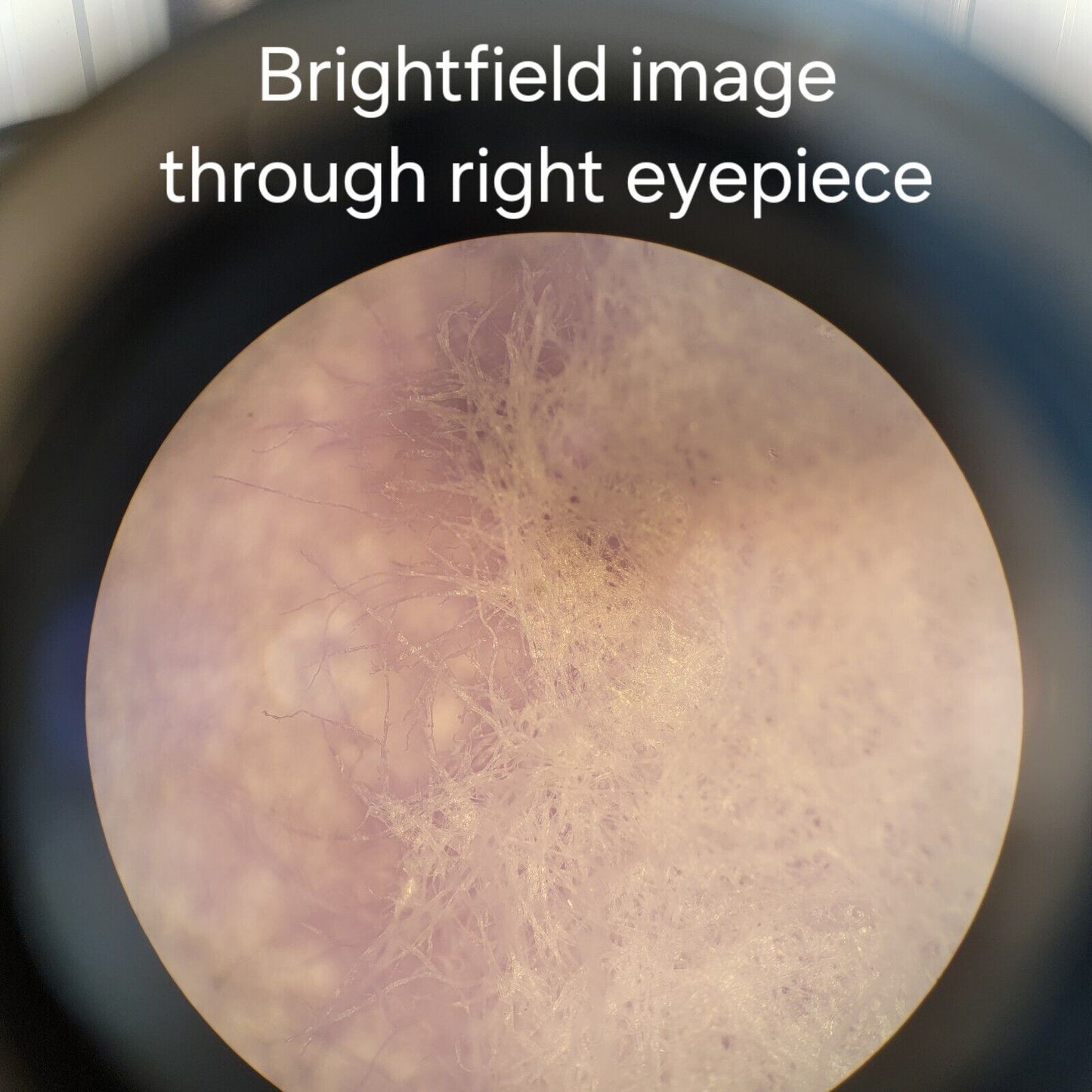 Olympus BX60 M Microscope Trinocular BF/DF Metallurgical BX60MF5 w/ Eyepieces, O