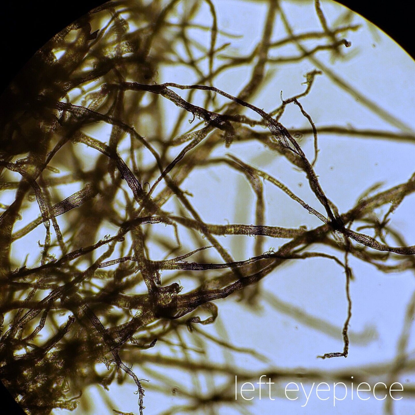 Nikon Labophot-2 Upright Epi Fluorescence Microscope Trinocular w Obj, Eyepieces