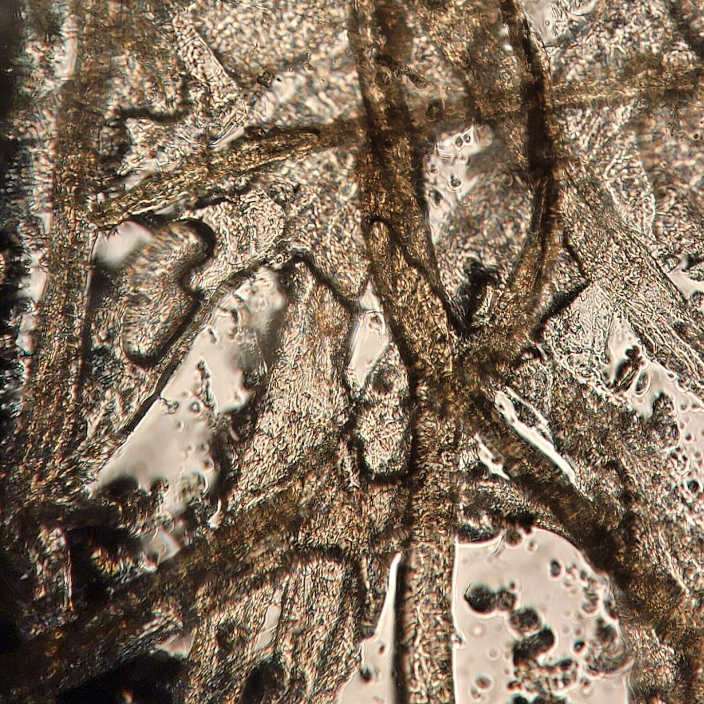 Nikon DIC Eclipse E800 Microscope Trinocular Head w/ Power Unit, Eyepieces, Lamp