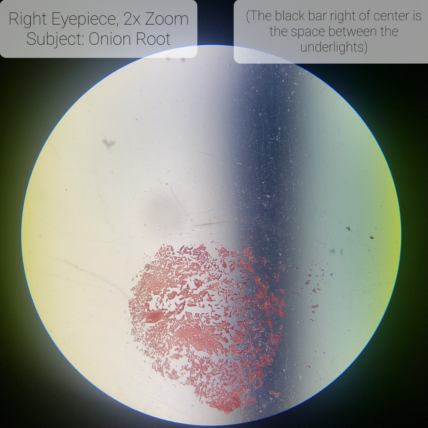 Edmund Scientific 31196-00 Stereo Binocular Microscope WF10X/20 20X 40X