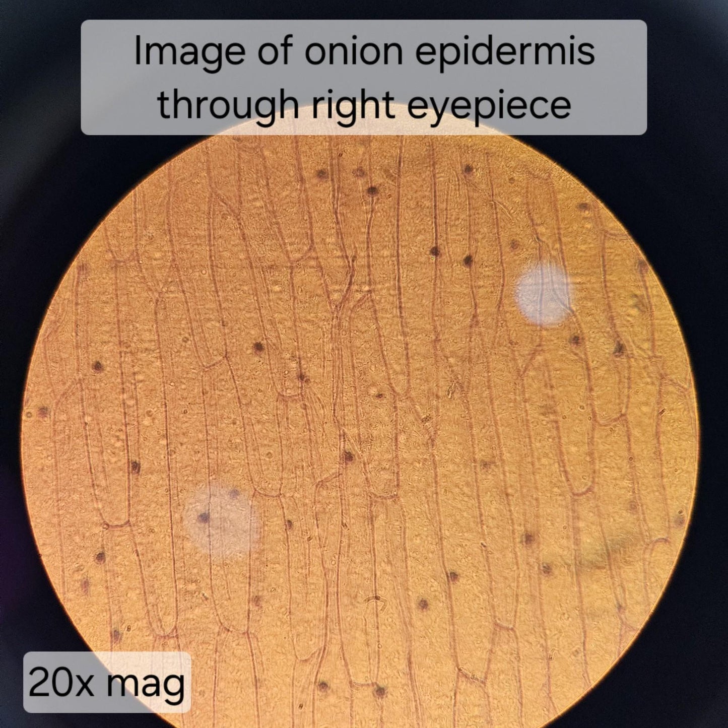 TESTED- VWR 89404-462 Trinocular Inverted Phase Contrast Microscope w Objectives