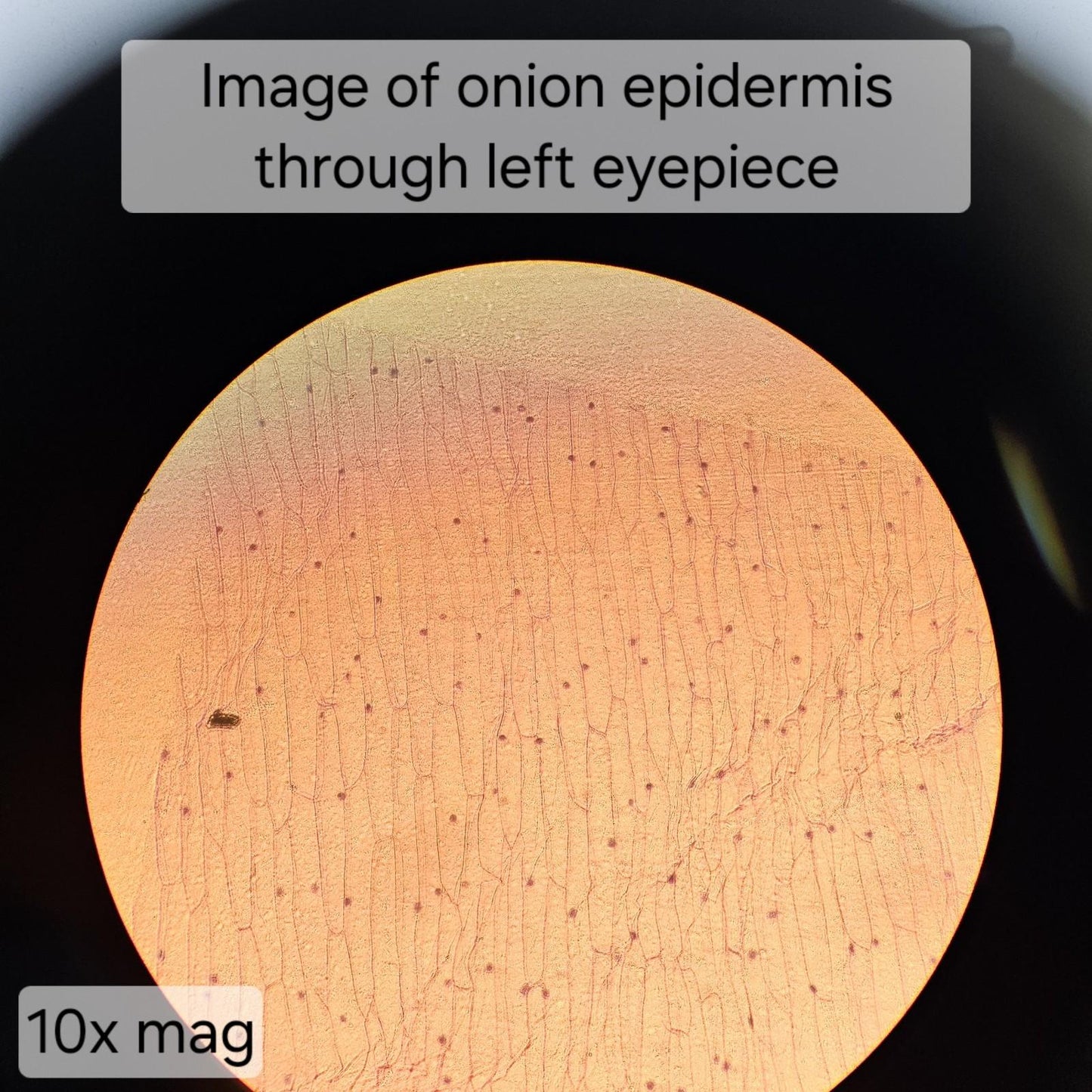 TESTED- VWR 89404-462 Trinocular Inverted Phase Contrast Microscope w Objectives