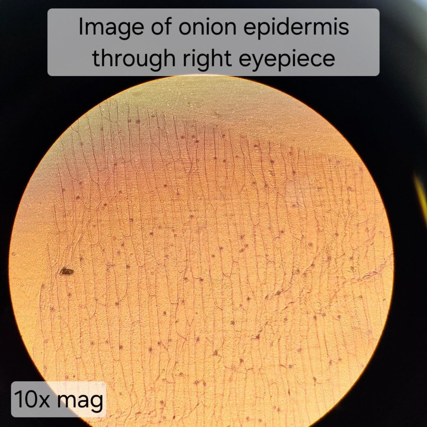 TESTED- VWR 89404-462 Trinocular Inverted Phase Contrast Microscope w Objectives
