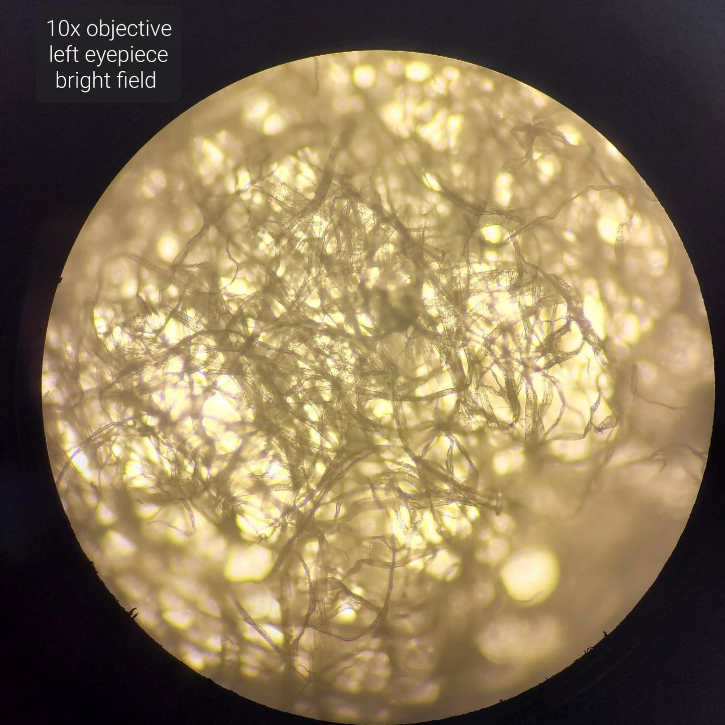 Laxco LMI3-PH4 Inverted Phase Contrast Microscope 3 Objectives PL10X/22 LMI-3000