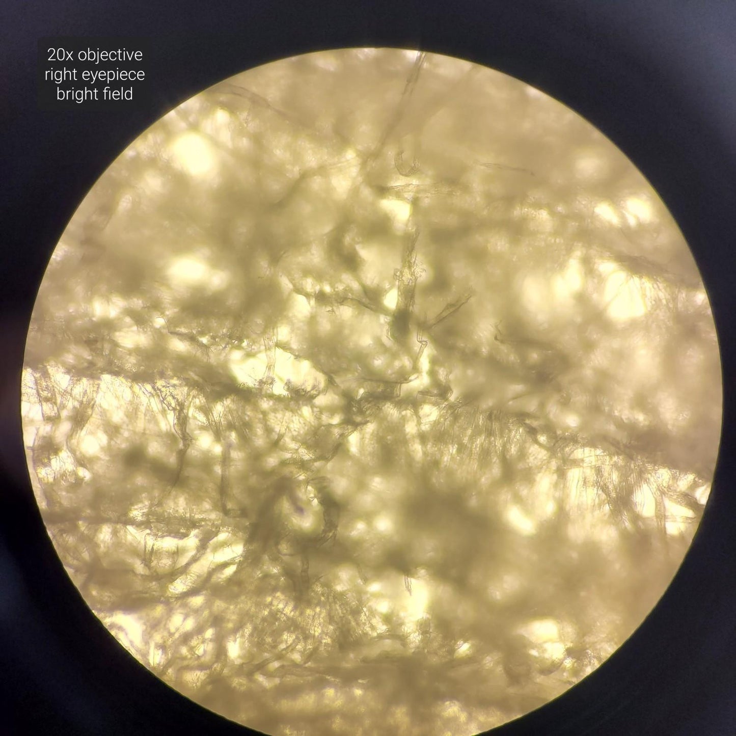 Laxco LMI3-PH4 Inverted Phase Contrast Microscope 3 Objectives PL10X/22 LMI-3000