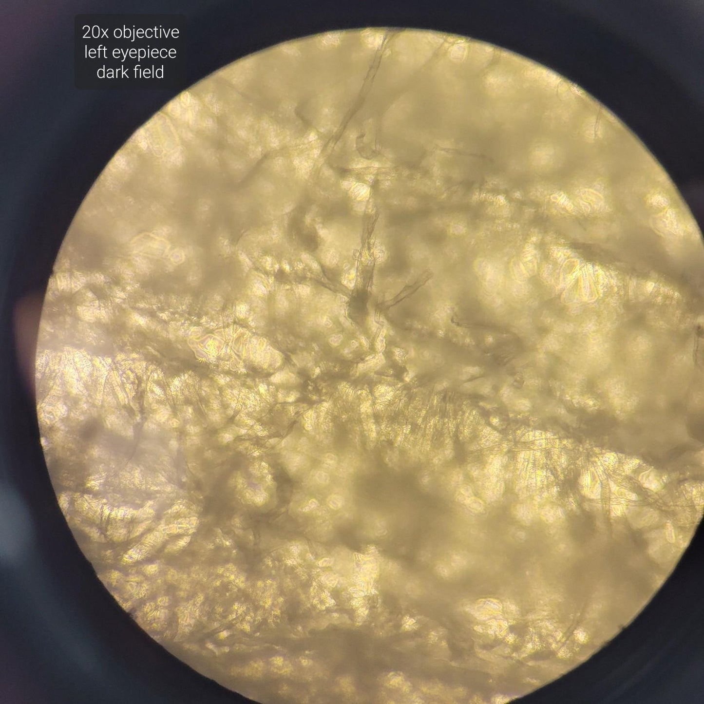 Laxco LMI3-PH4 Inverted Phase Contrast Microscope 3 Objectives PL10X/22 LMI-3000
