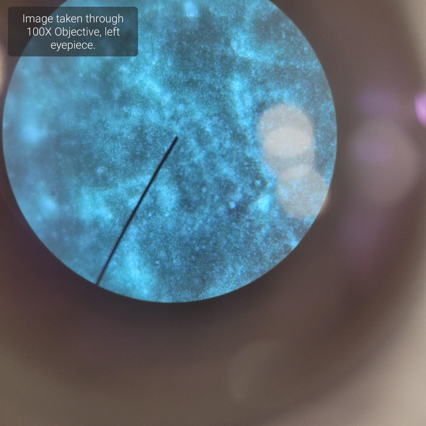 AmScope B120C-R 40X-1000X Mag Upright Compound Microscope - Missing one Eyepiece